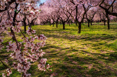 🌰 ДЕЙСТВУЮЩИЙ БИЗНЕС – МИНДАЛЬНЫЙ САД В ЗЕМЛИЩЕ С. ГЮЛЁВЦА